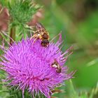 Auf der Distel...