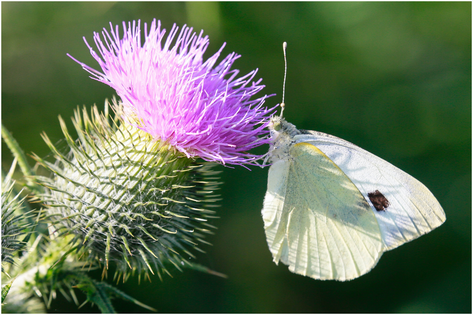 auf der Distelblüte