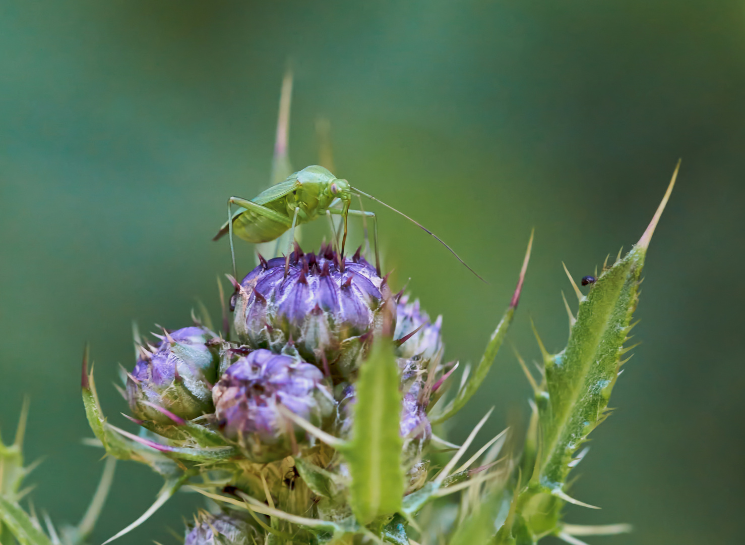 Auf der Distelblüte