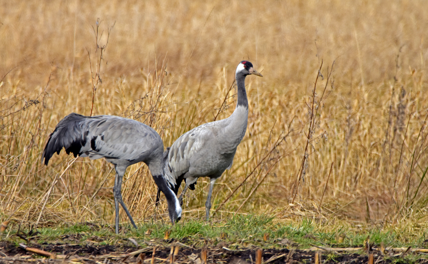 auf der Durchreise