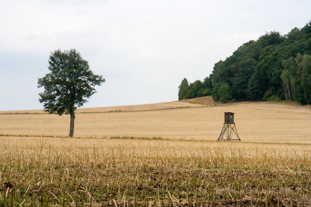 Auf der Ebenheit am Lilienstein