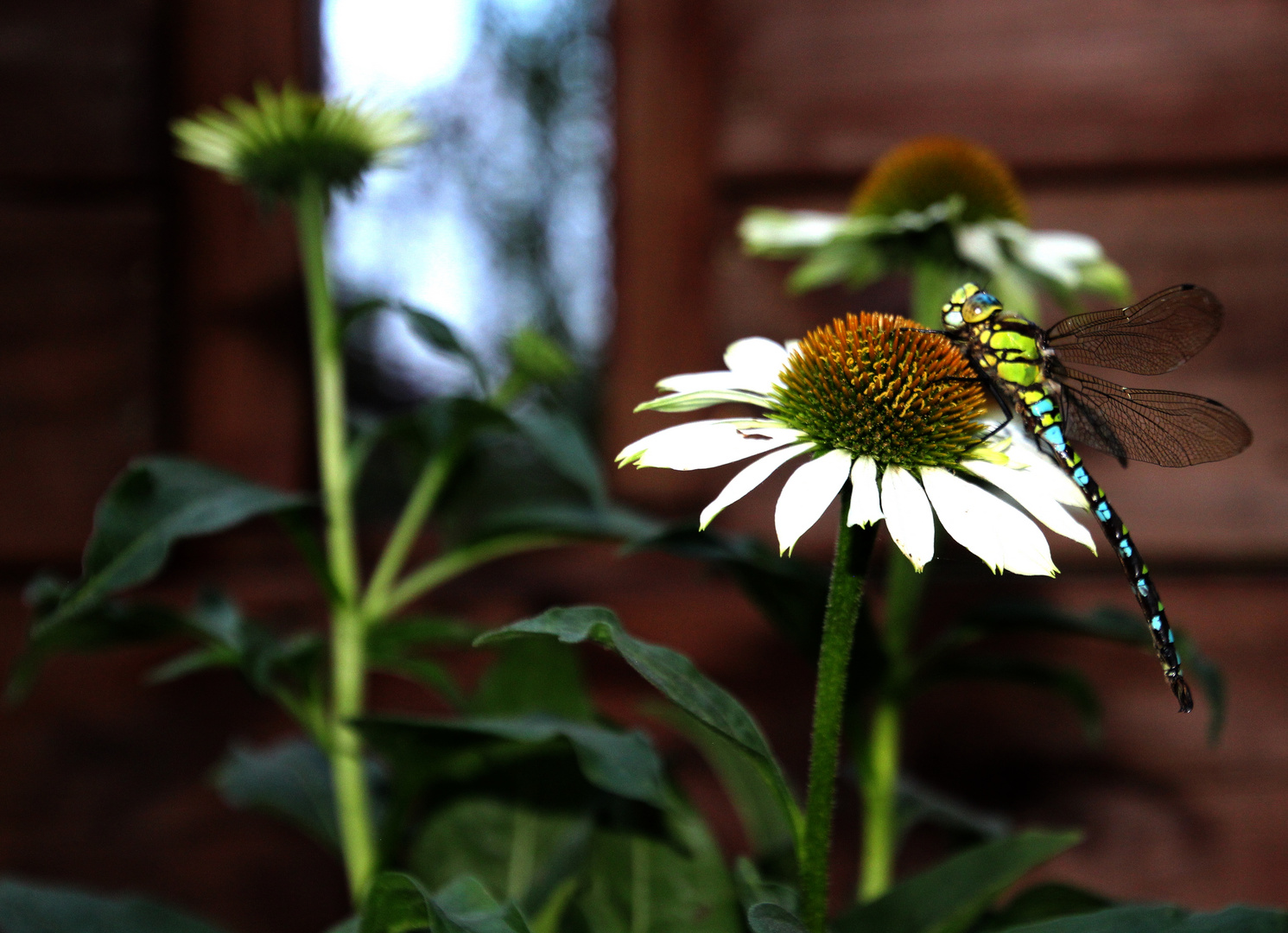 Auf der Echinacea Blüte 