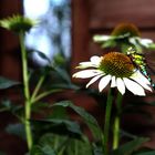 Auf der Echinacea Blüte 