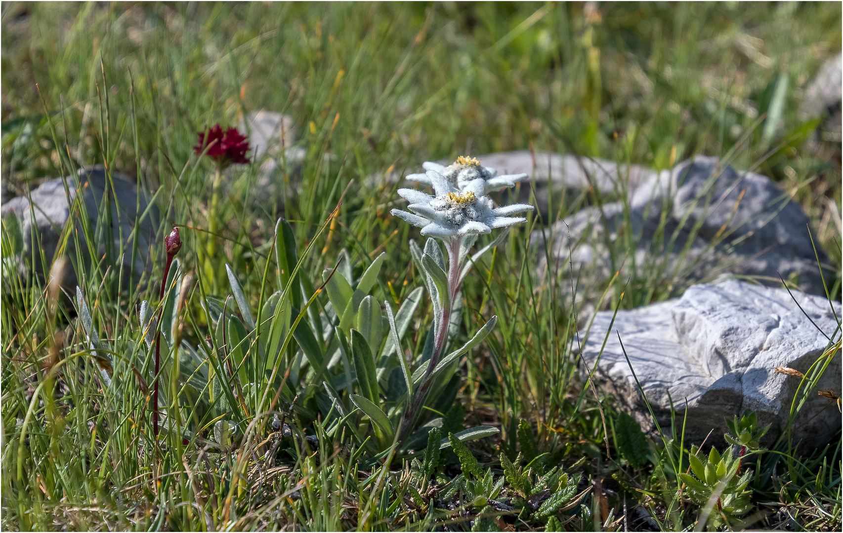 Auf der Edelweißwiese