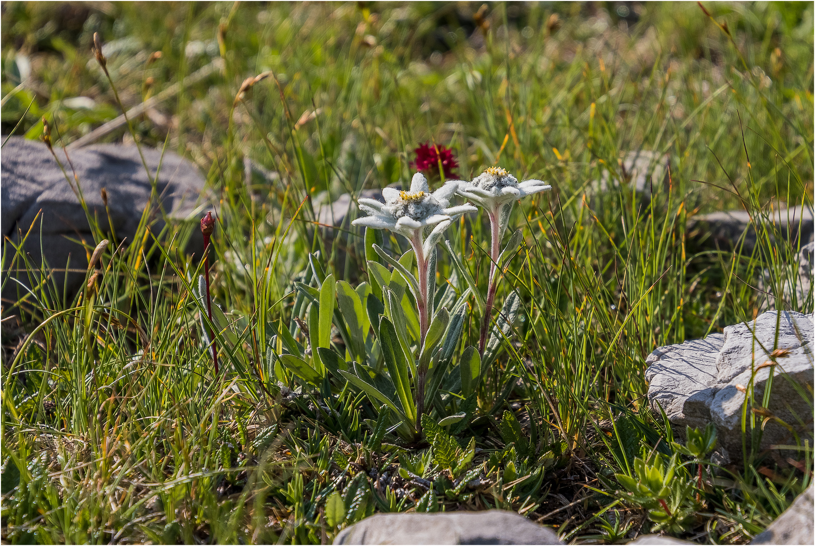 Auf der Edelweißwiese