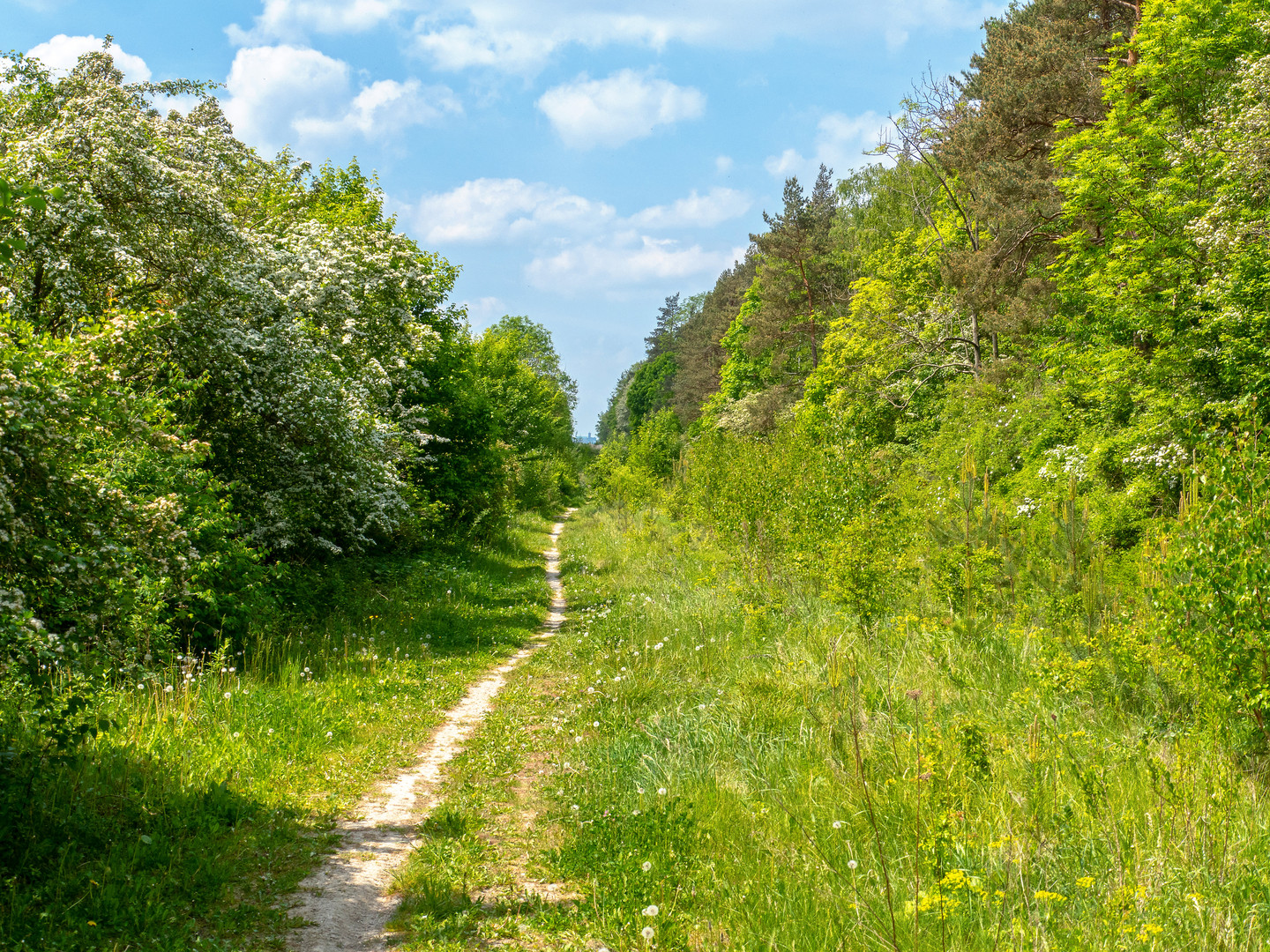 Auf der ehemaligen Trasse der A4 bei Eisenach