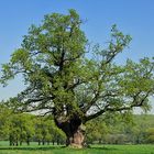 auf der ehemaligen Waldweide...