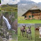 Auf der Engstligenalp ...