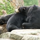 auf der faulen Haut liegen