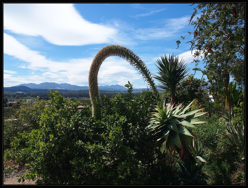 Auf der Finca