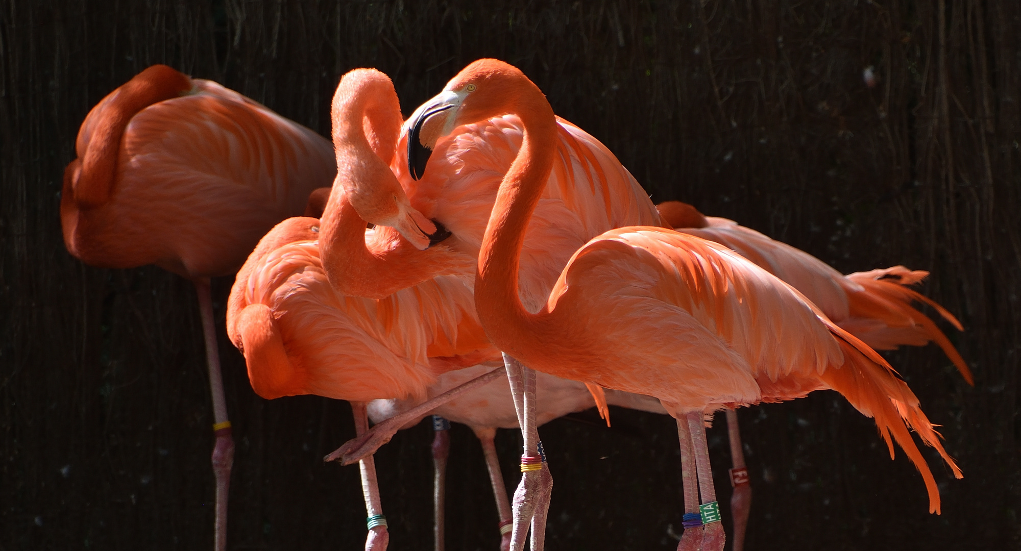 Auf der Flamingowiese