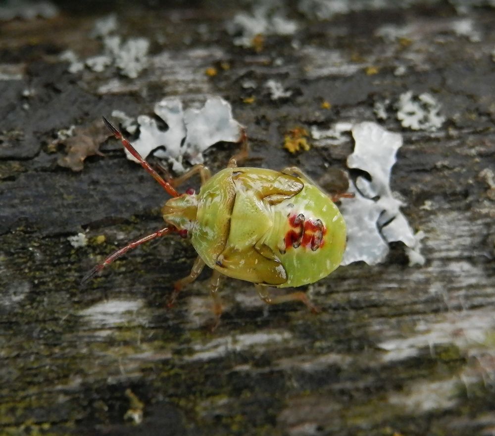 Auf der "Flechtenbank" - Nymphe der Bunten Blattwanze (Elasmostethus interstinctus)