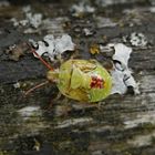 Auf der "Flechtenbank" - Nymphe der Bunten Blattwanze (Elasmostethus interstinctus)