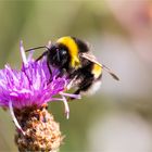 Auf der Flockenblume...