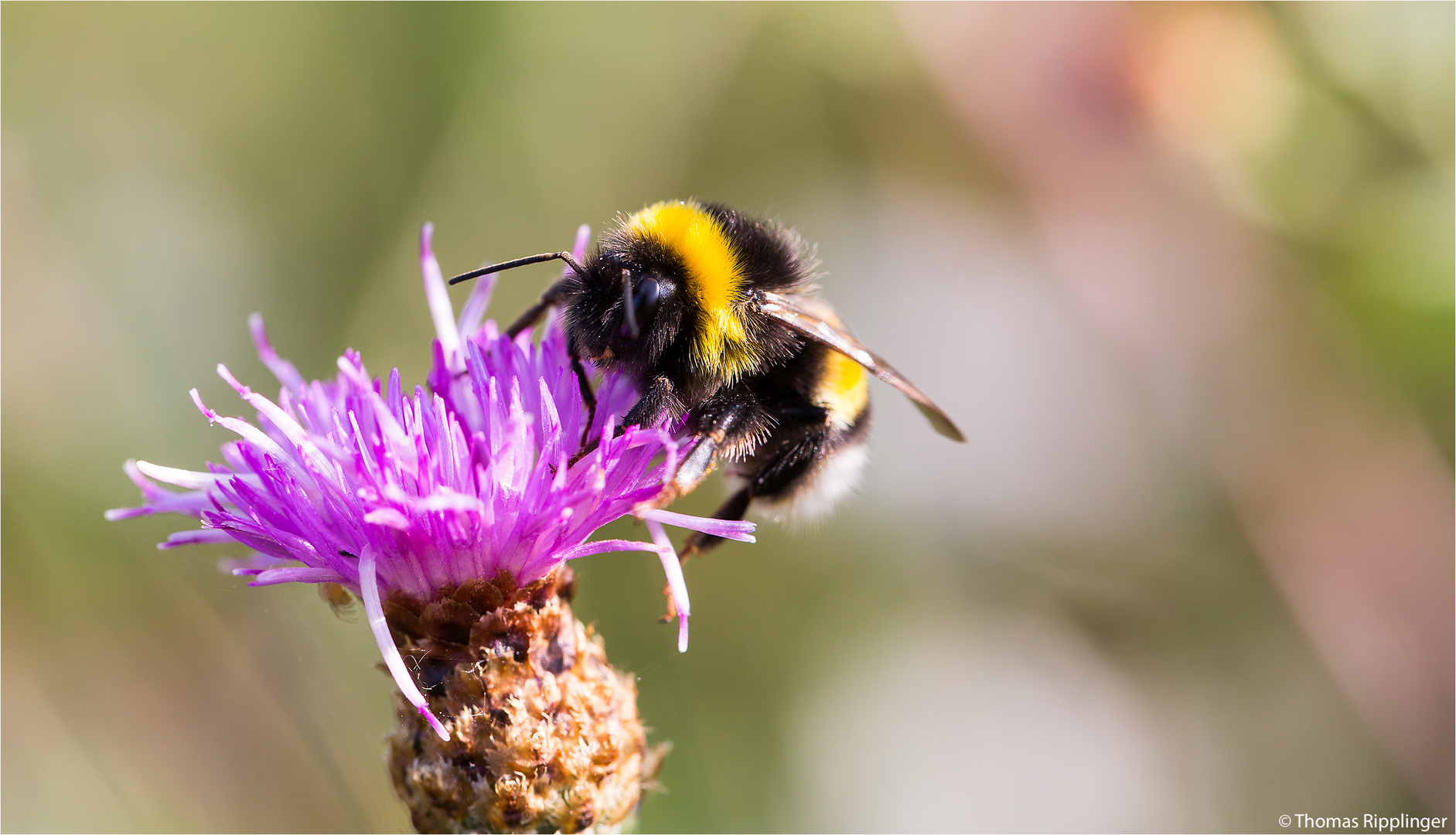 Auf der Flockenblume...