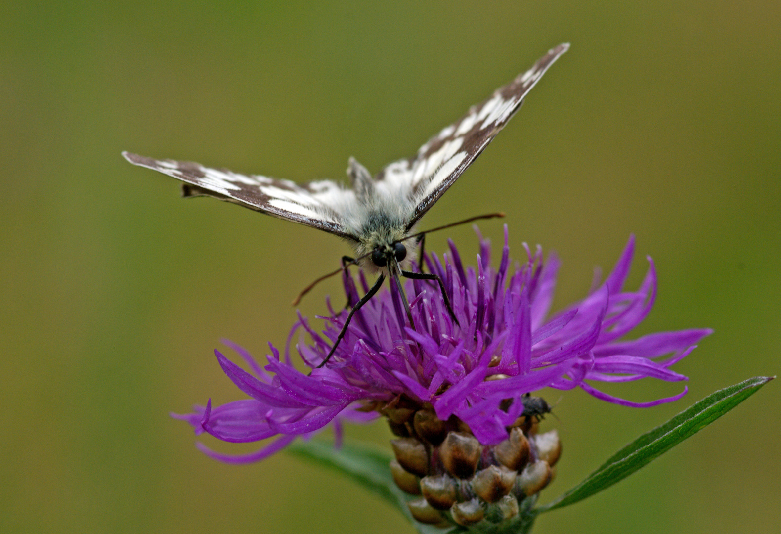 Auf der Flockenblume