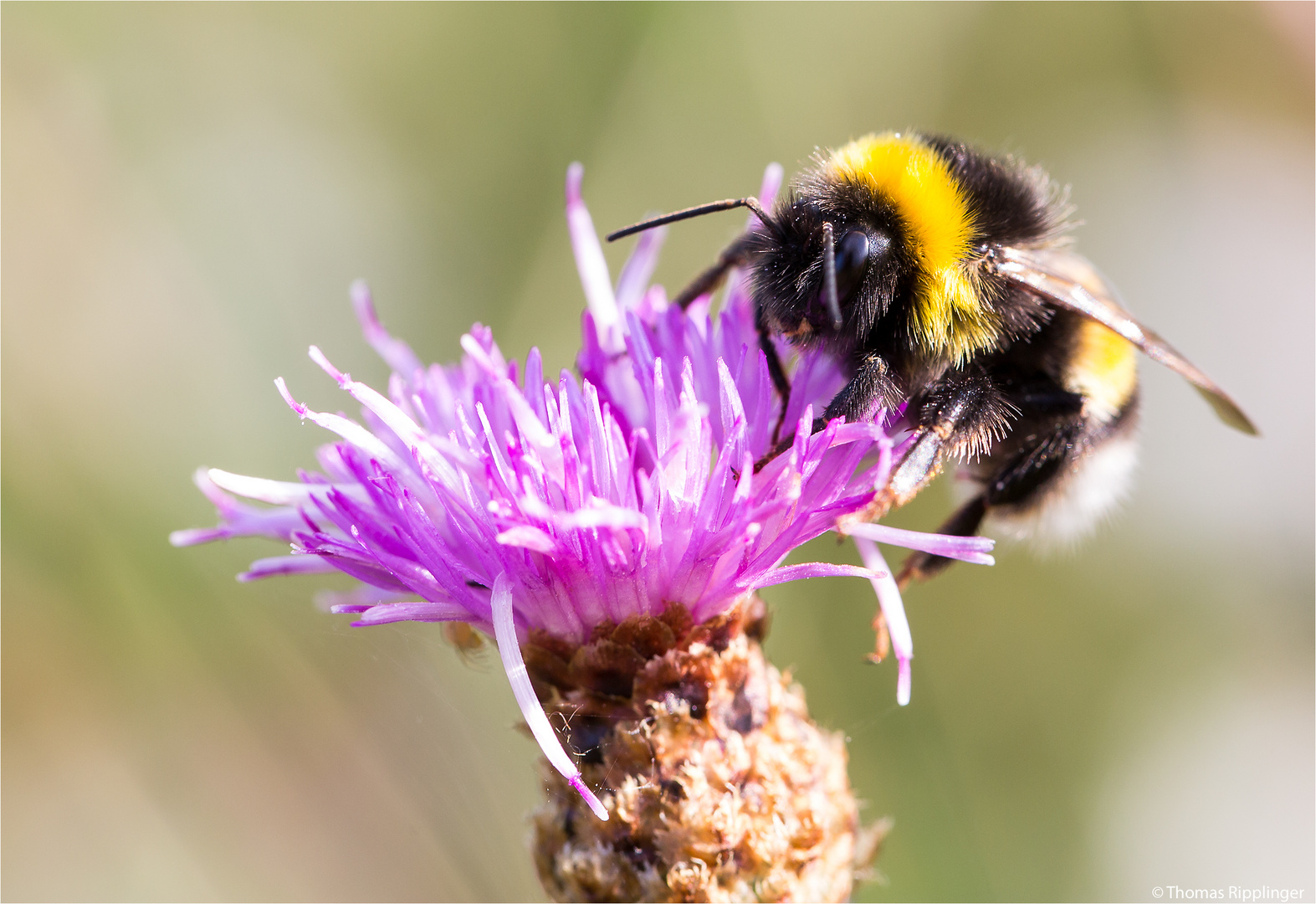 Auf der Flockenblume....