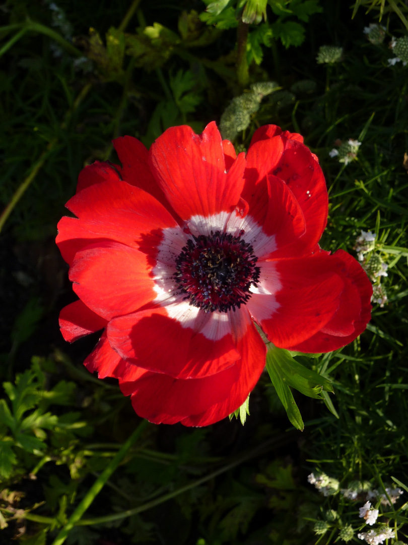 auf der Floriade Venlo fotografiert - gestern - bei wunderschönem Wetter