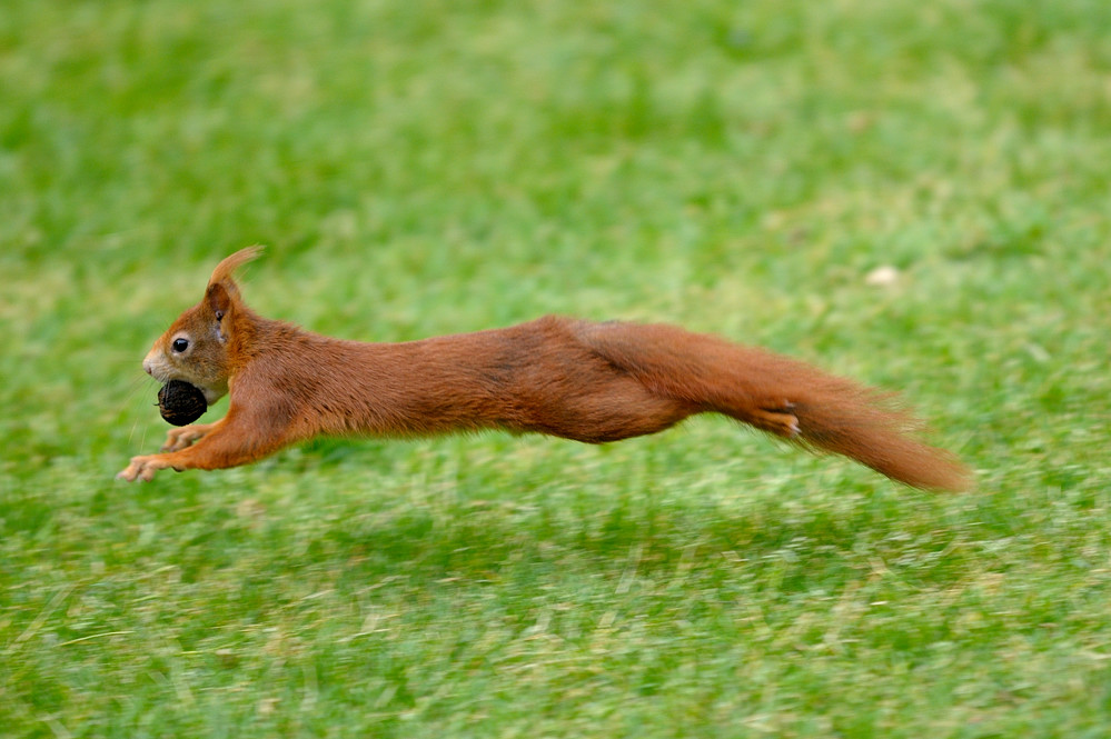 Auf der Flucht