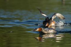 "Auf der Flucht"