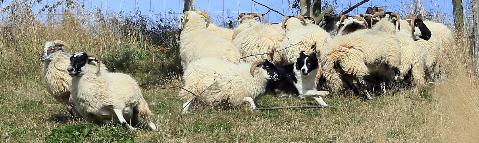 Auf der Flucht