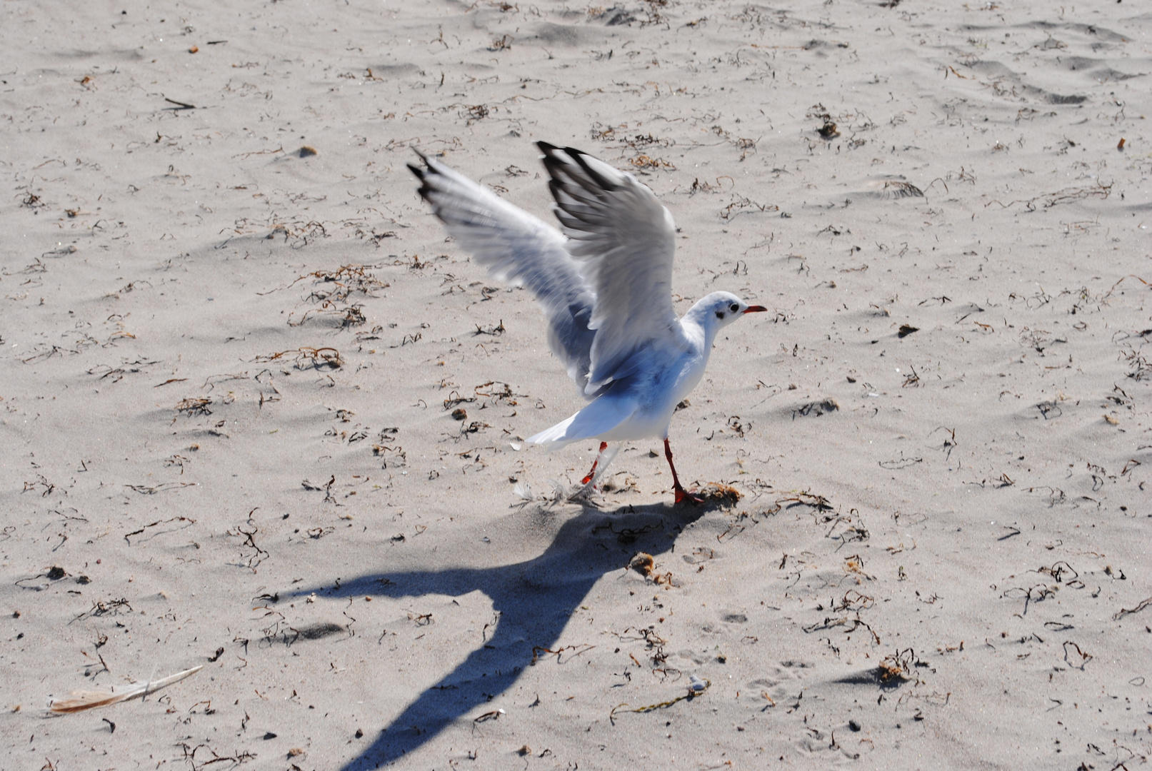 Auf der Flucht