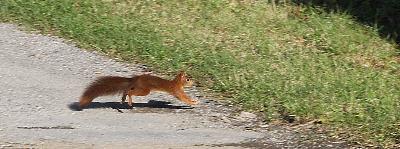 Auf der Flucht