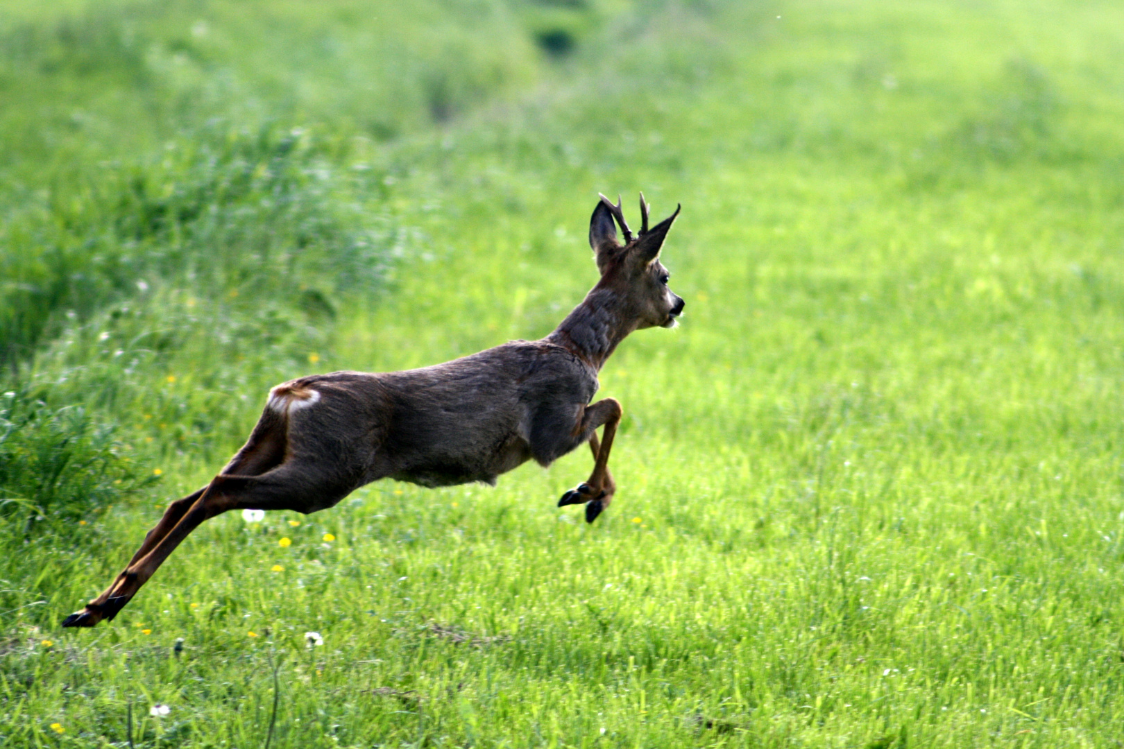 auf der Flucht