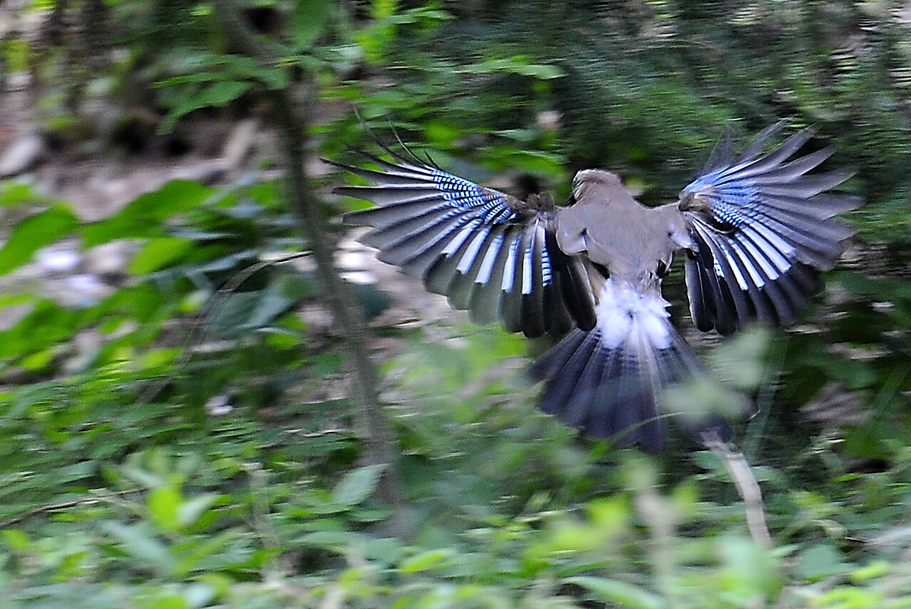 Auf der Flucht