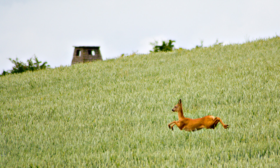 Auf Der Flucht