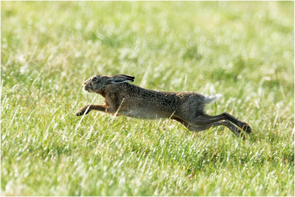 Auf der Flucht