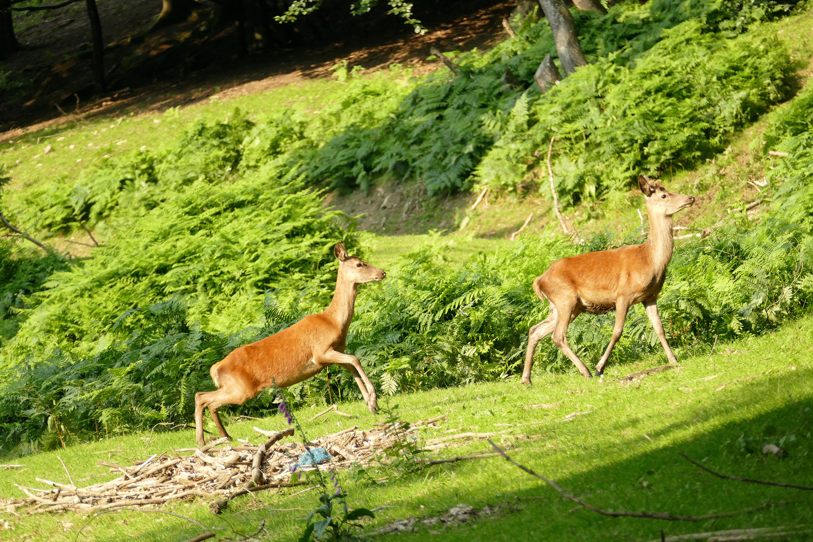 °°°° Auf der Flucht... °°°°