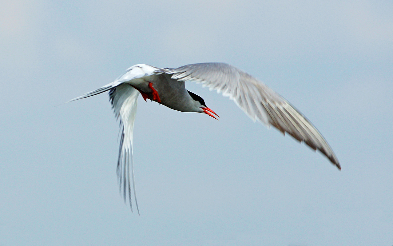 Auf der Flucht