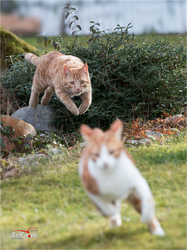 Auf der Flucht