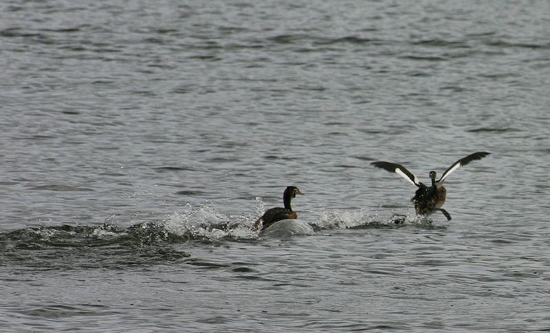 Auf der Flucht