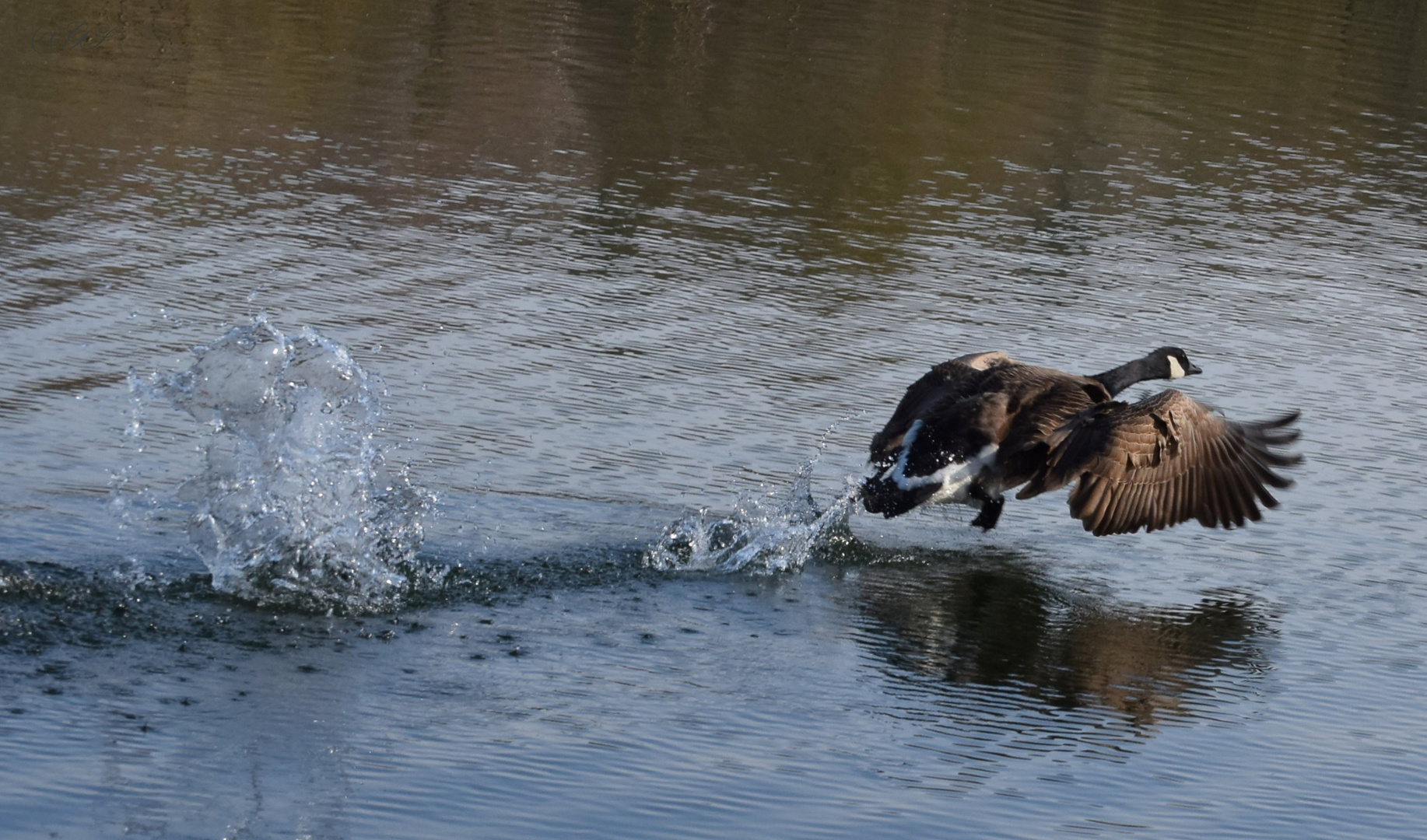 auf der Flucht