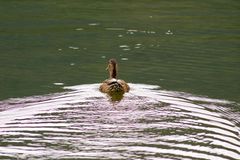 Auf der Flucht