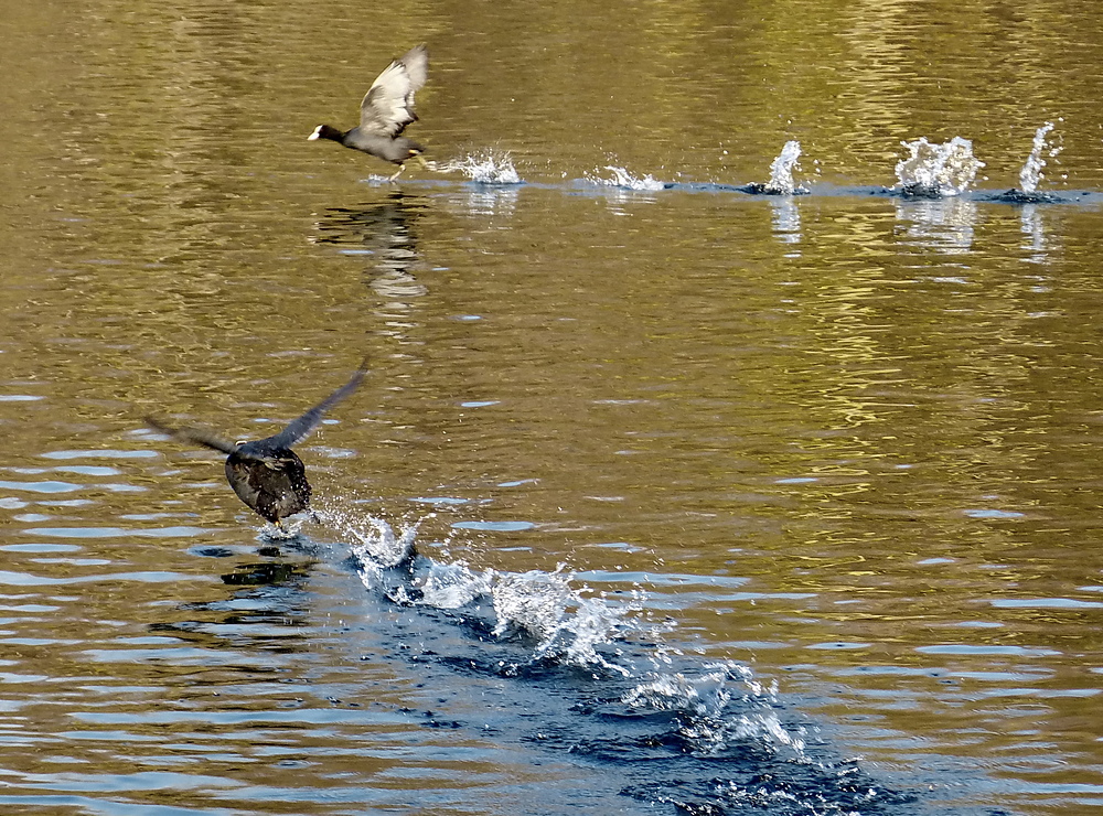 Auf der Flucht