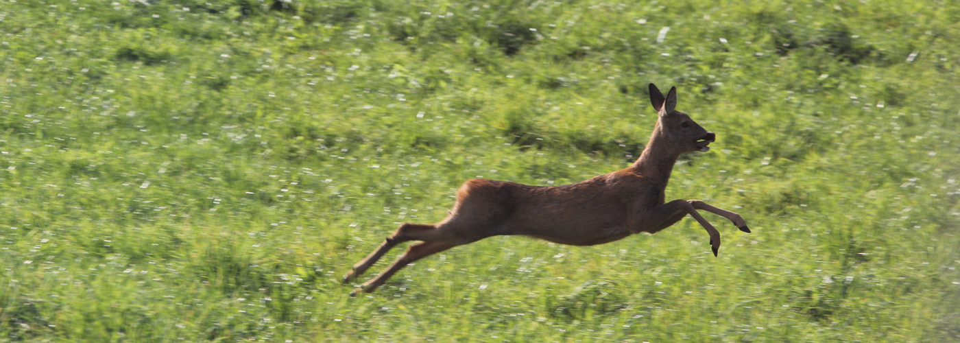 Auf der Flucht