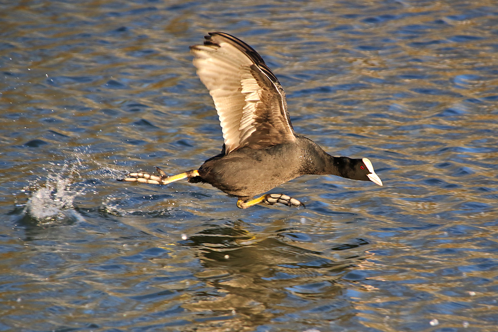 auf der Flucht