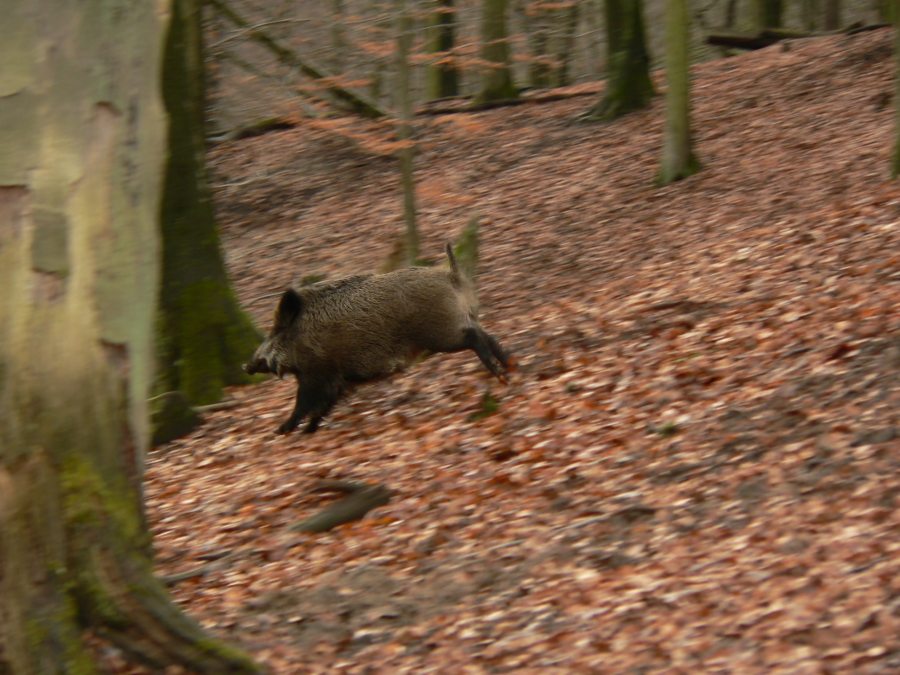 auf der Flucht