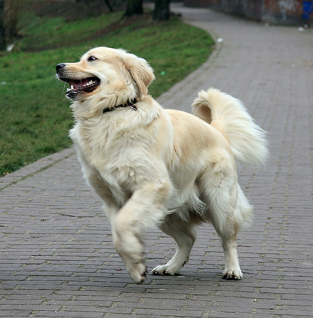 Auf der Flucht