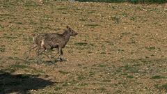 auf der Flucht