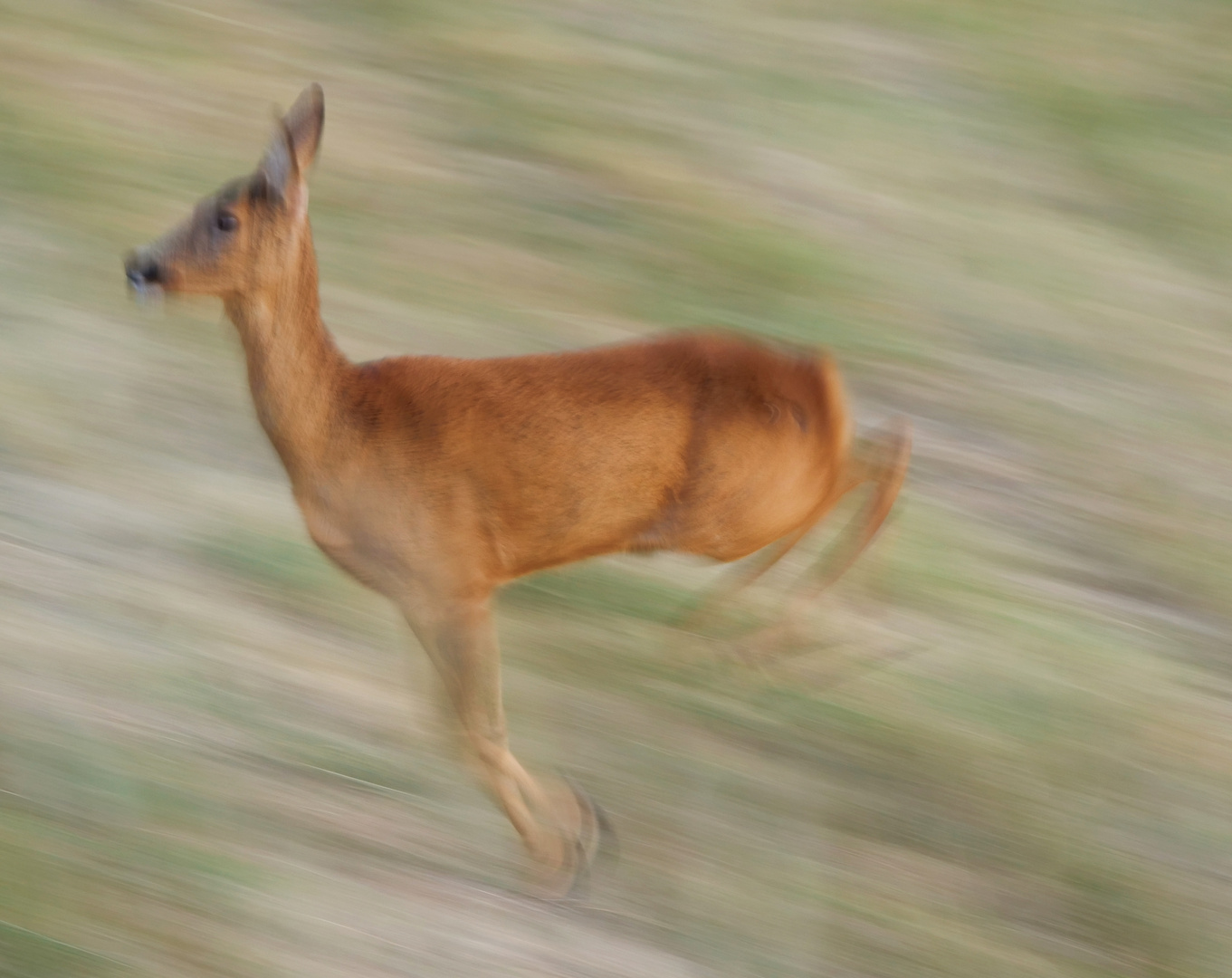 Auf der Flucht