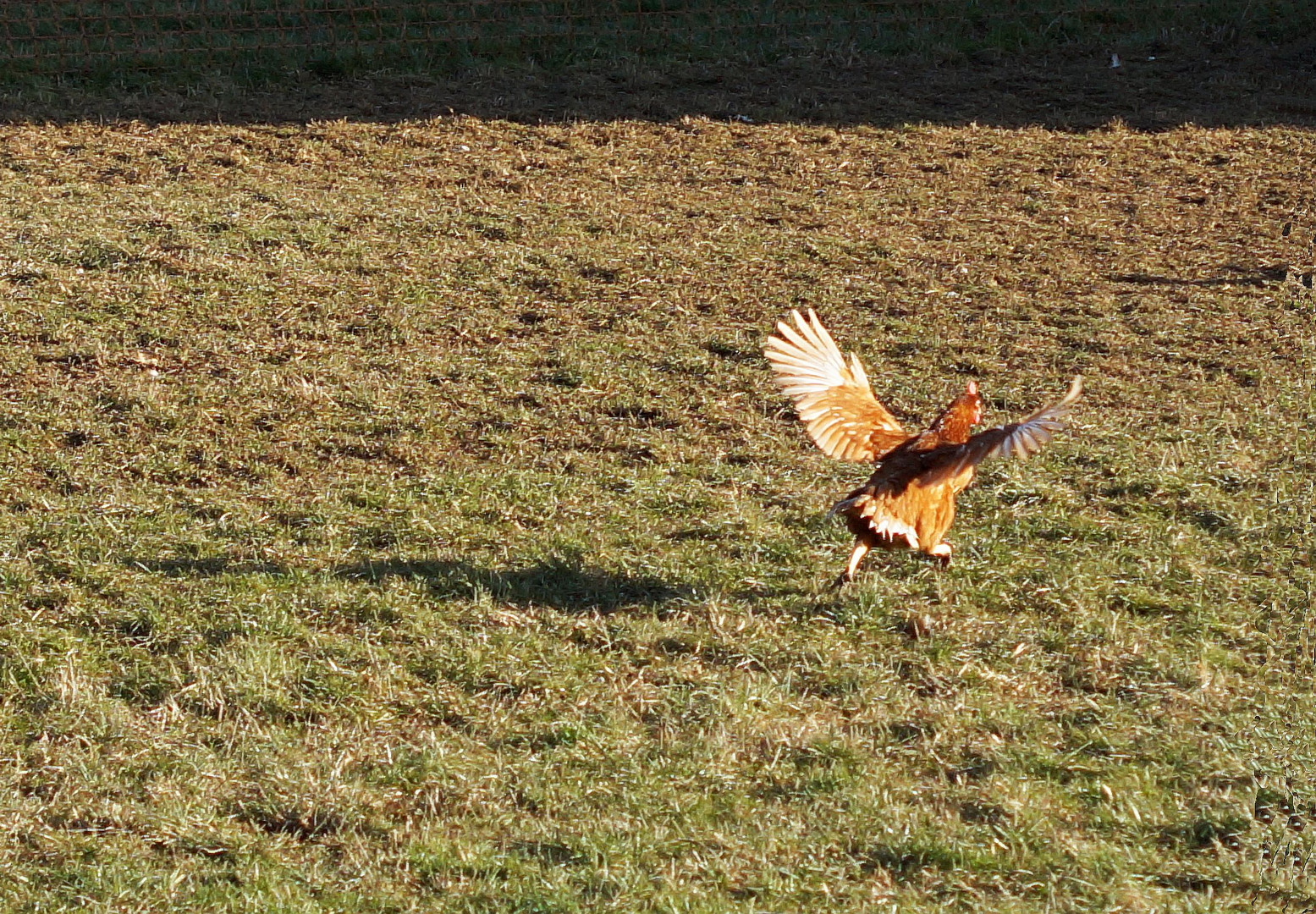 Auf der Flucht