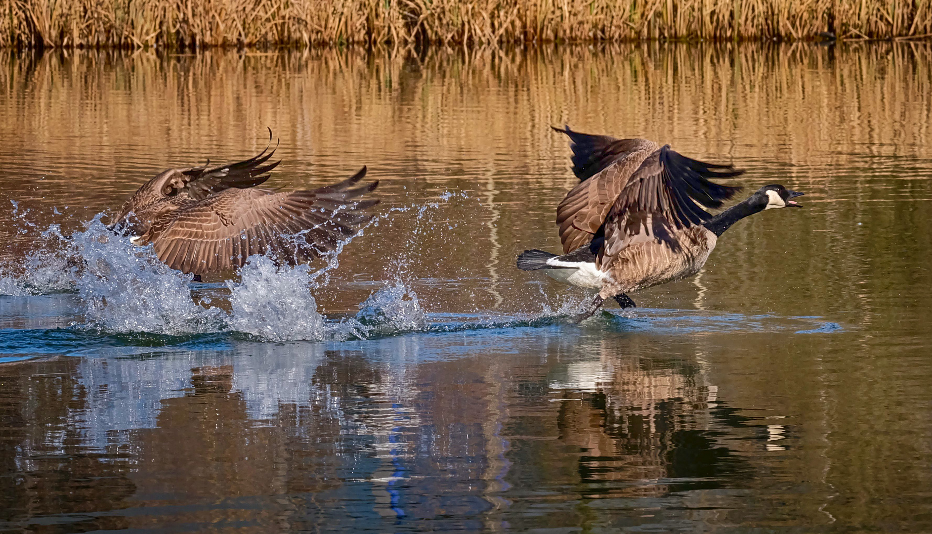 Auf der Flucht