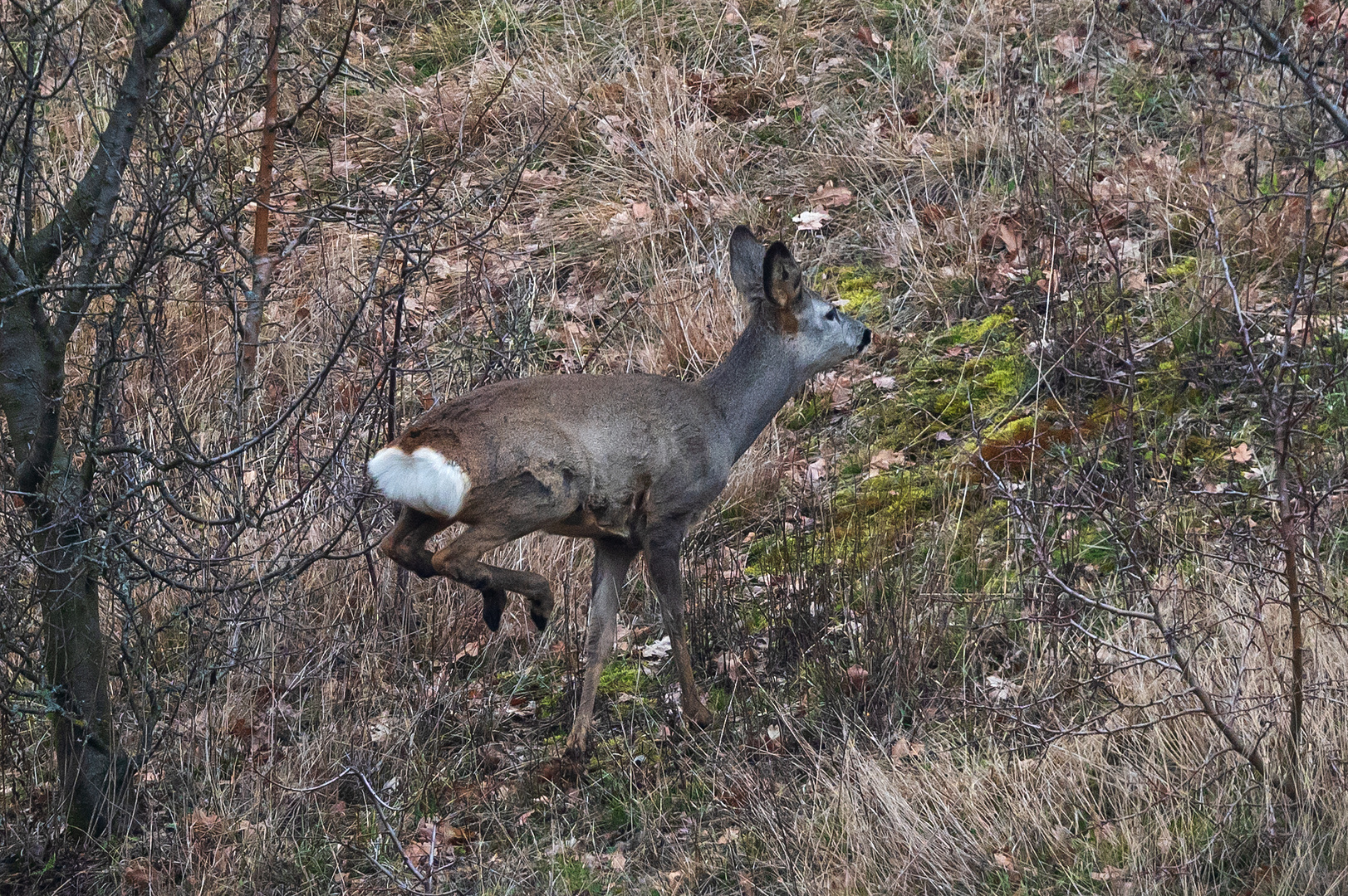 auf der Flucht