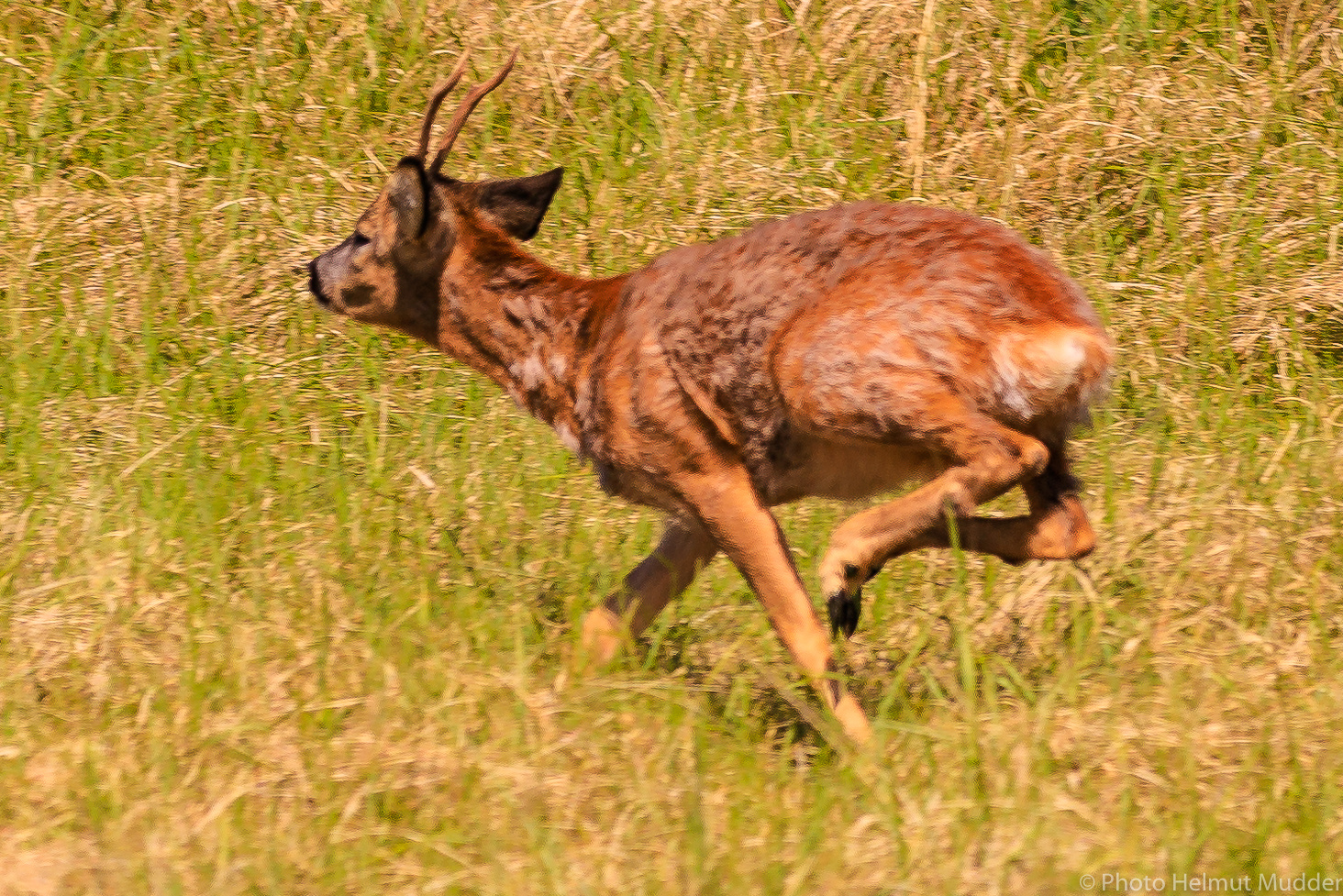 Auf der Flucht