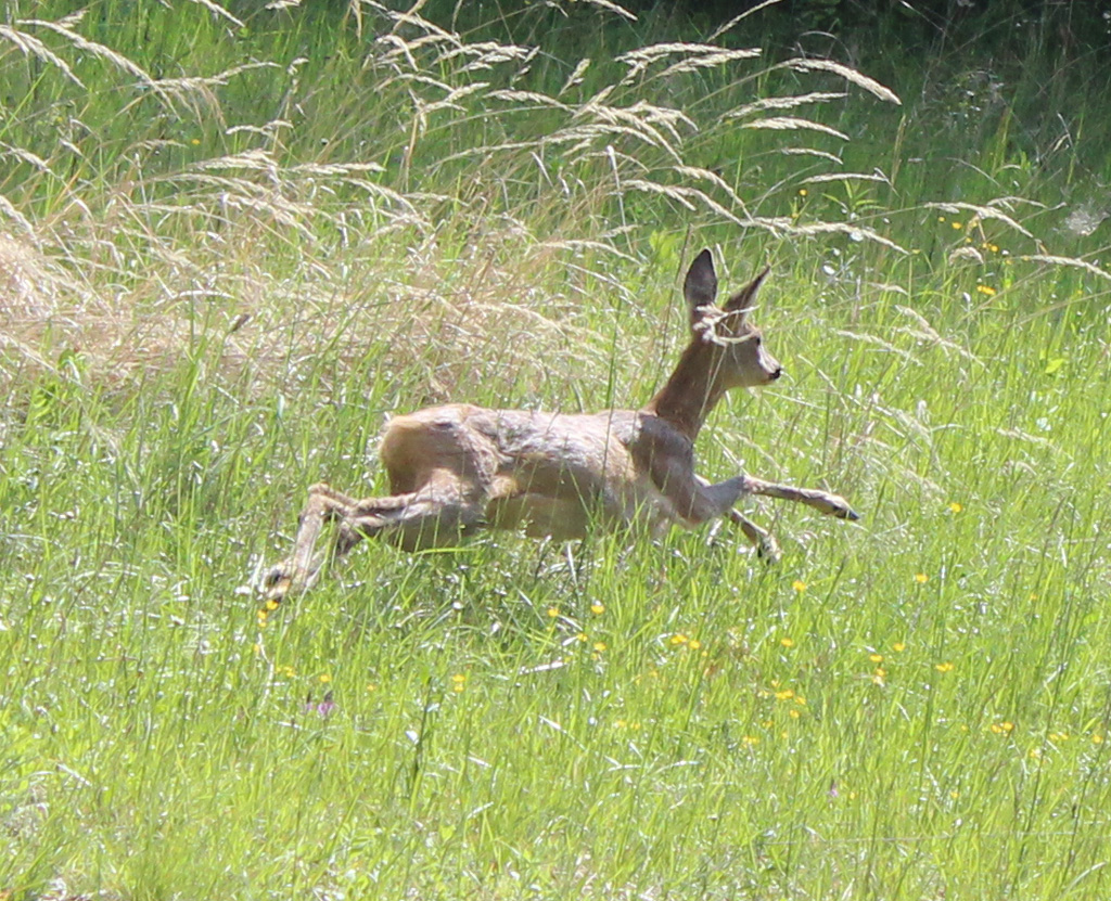 Auf der Flucht 