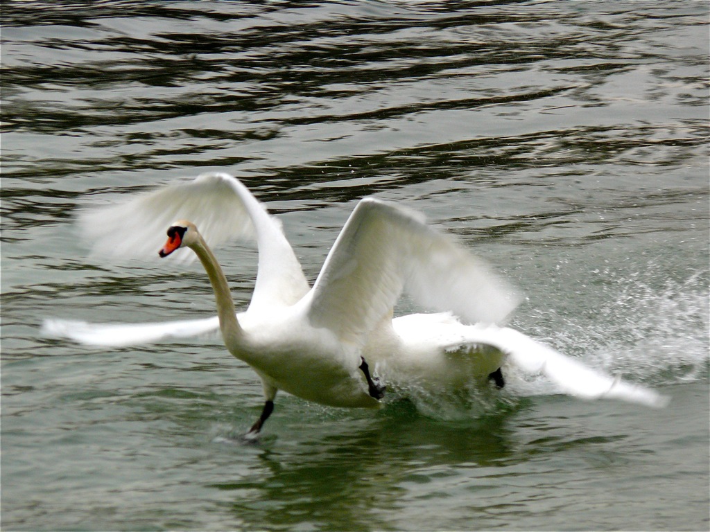 Auf der Flucht